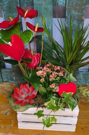 Cajón de madera de plantas naturales