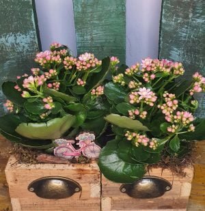 Cajón de madera doble con Kalanchoe