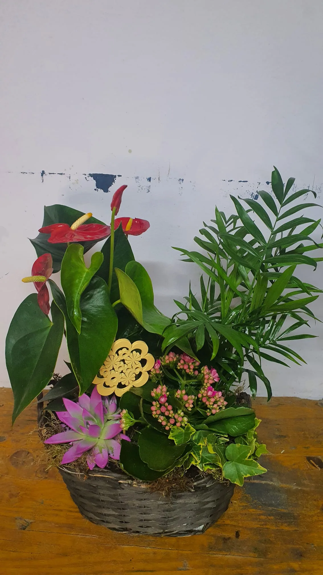 Cesta de planta variadas - Imagen 2
