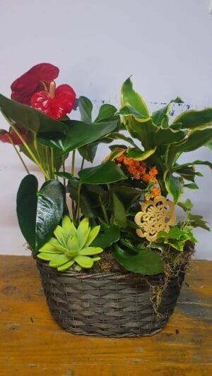 Cesta de planta variadas