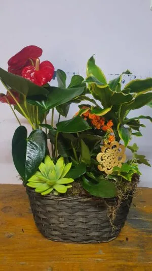 Cesta de planta variadas