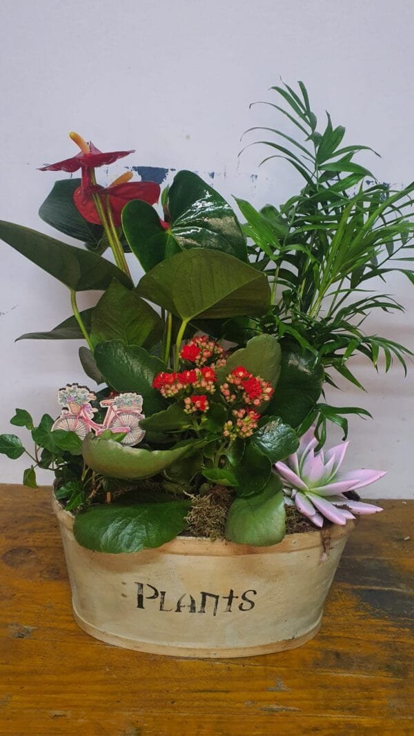 Cesta de planta variadas - Imagen 7