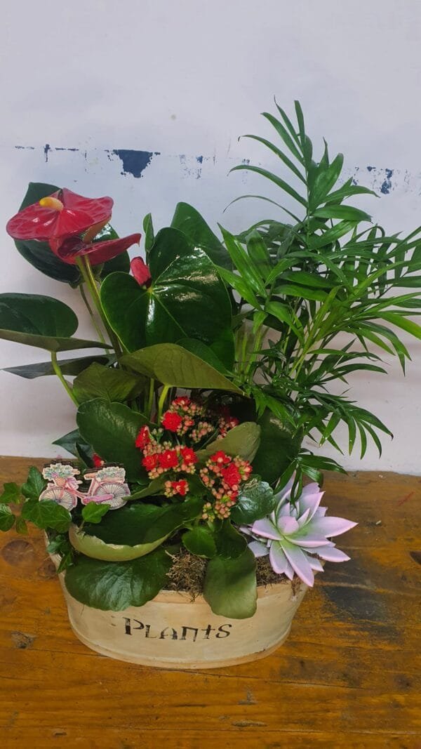 Cesta de planta variadas - Imagen 8