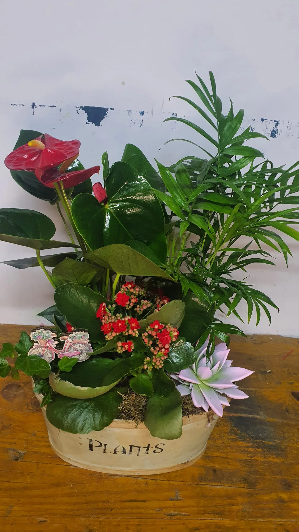 Cesta de planta variadas - Imagen 8