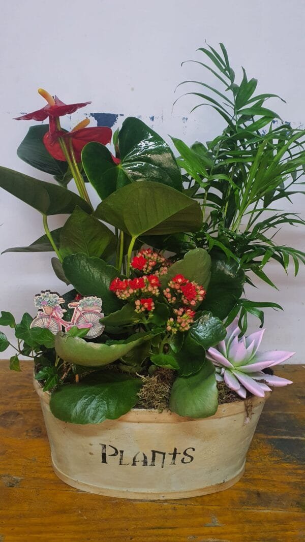 Cesta de planta variadas - Imagen 5
