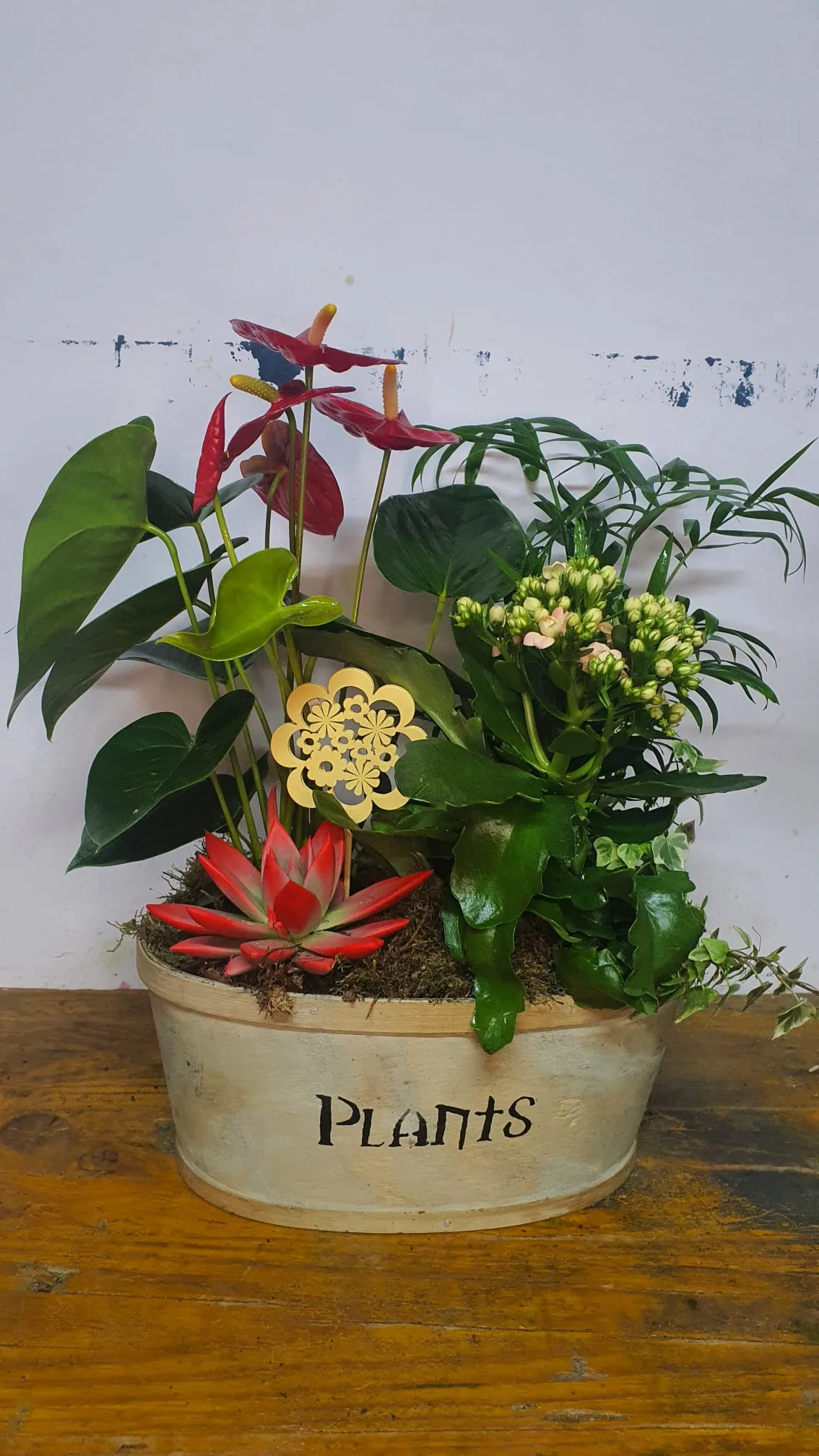 Cesta de planta variadas - Imagen 6