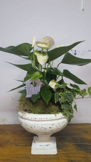 Copa ornamental de planta natural