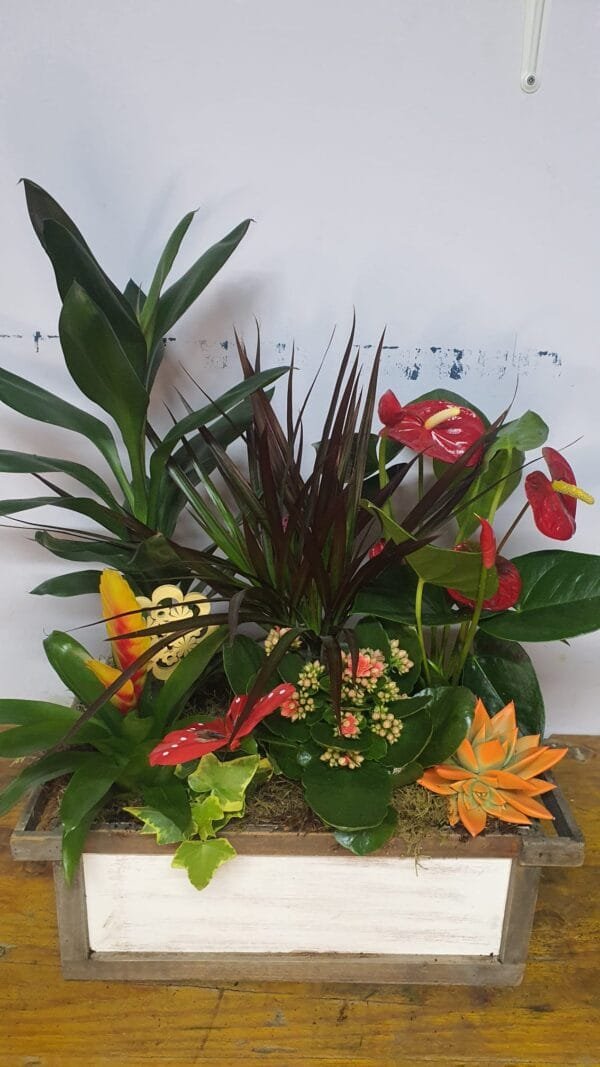 Cesta de plantas naturales - Imagen 2