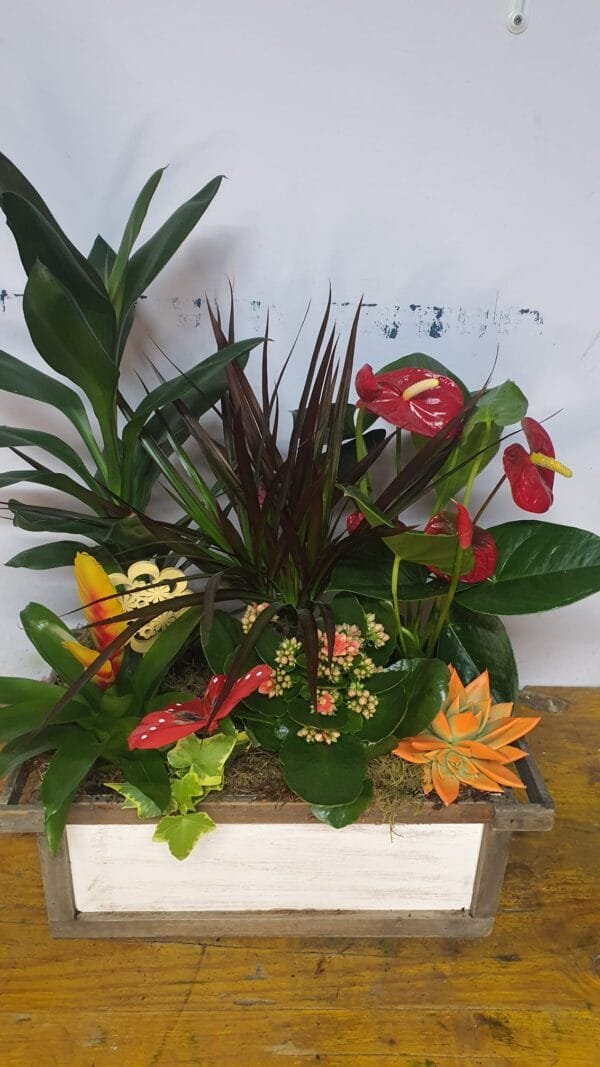 Cesta de plantas naturales - Imagen 3