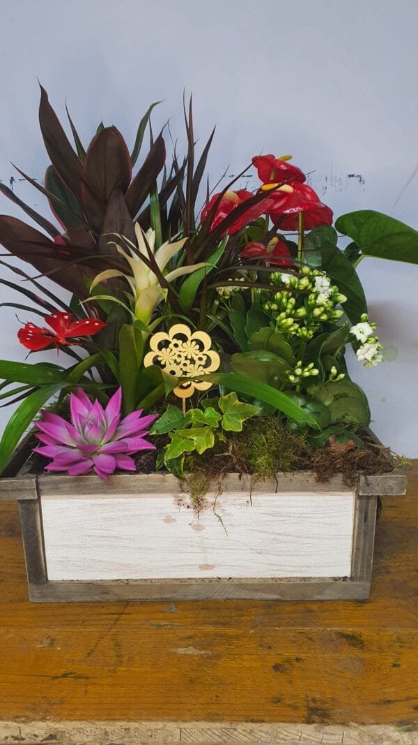 Cesta de plantas naturales - Imagen 4