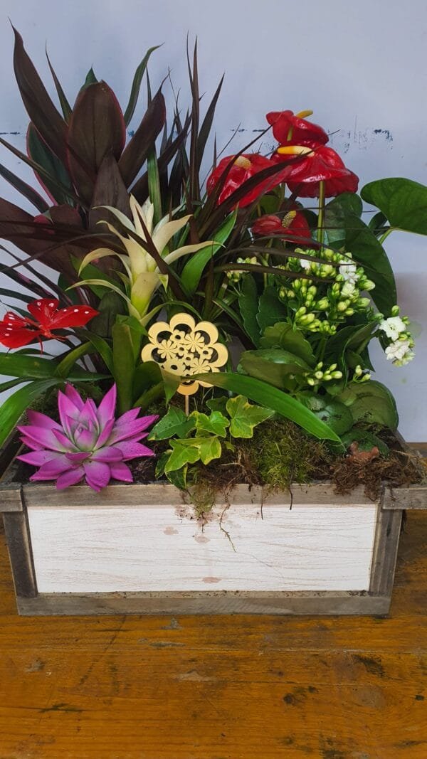 Cesta de plantas naturales - Imagen 5
