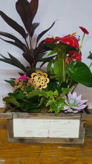 Cesta de planta variadas 3