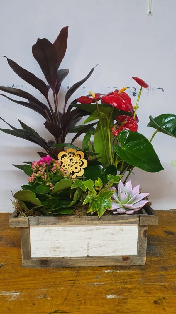 Cesta de planta variadas 3 - Imagen 2