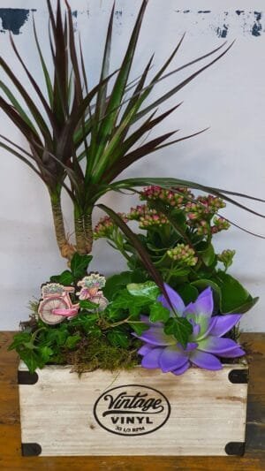 Cesta de plantas variadas 2