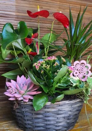 Cesta de plantas naturales